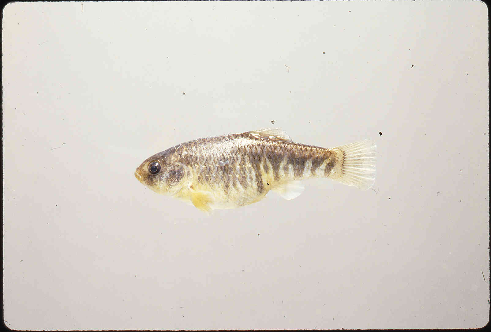 Cyprinodontinae image
