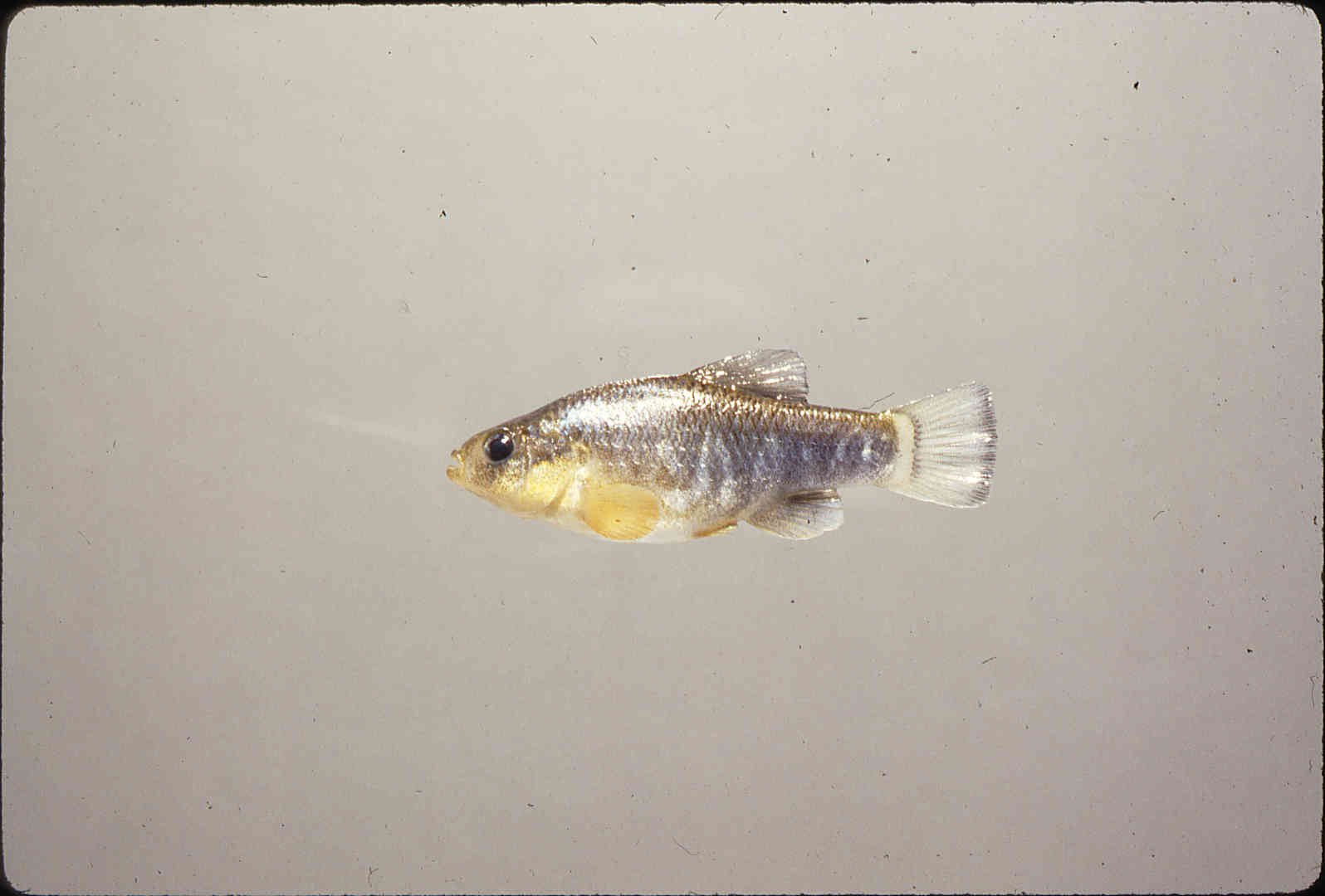 Cyprinodontinae image