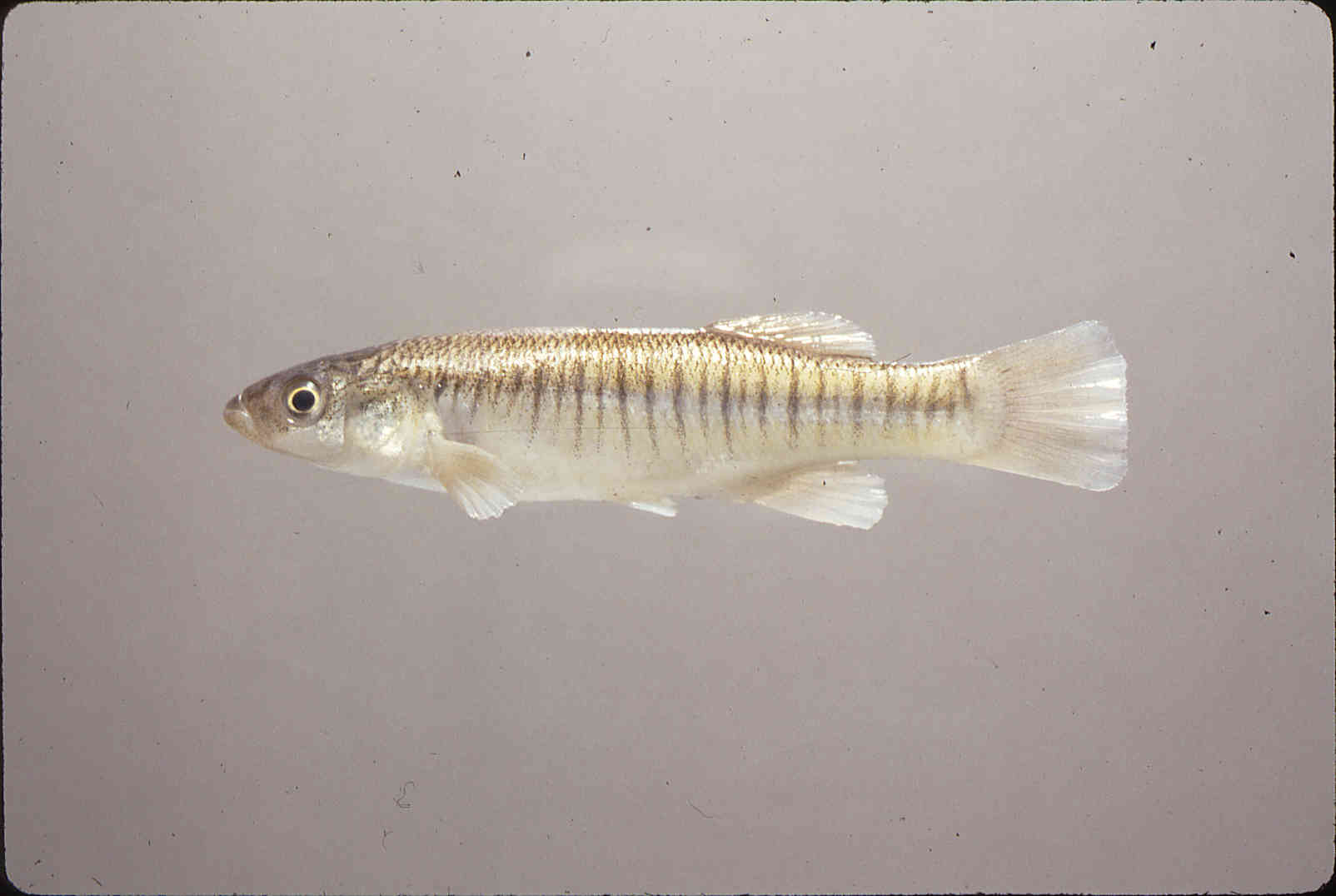 Fundulus image