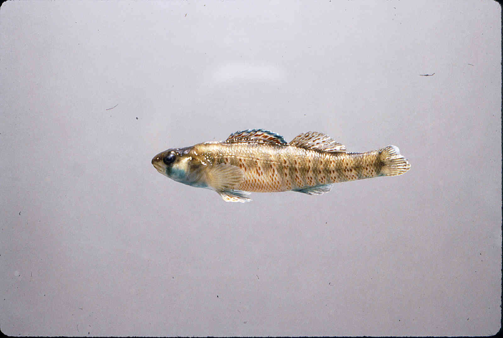 Etheostoma lepidum image