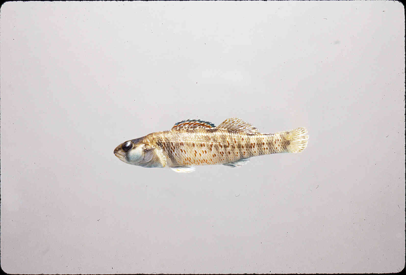Etheostoma lepidum image