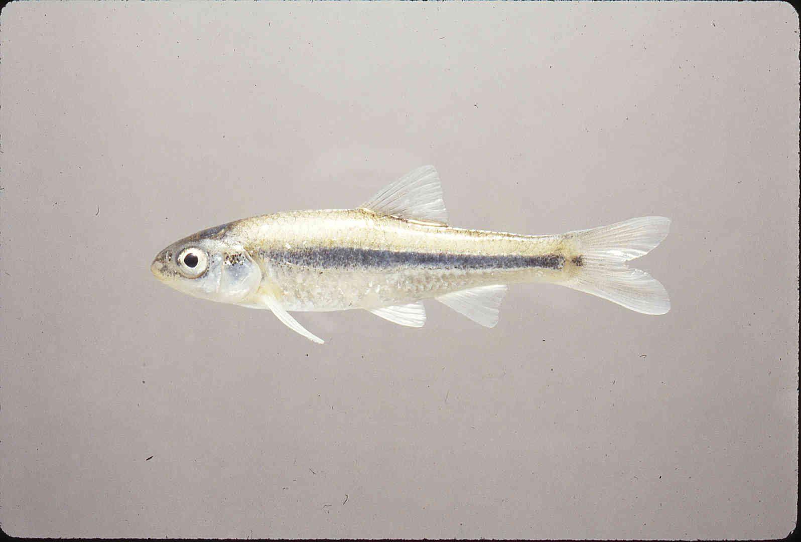 Notropis braytoni image