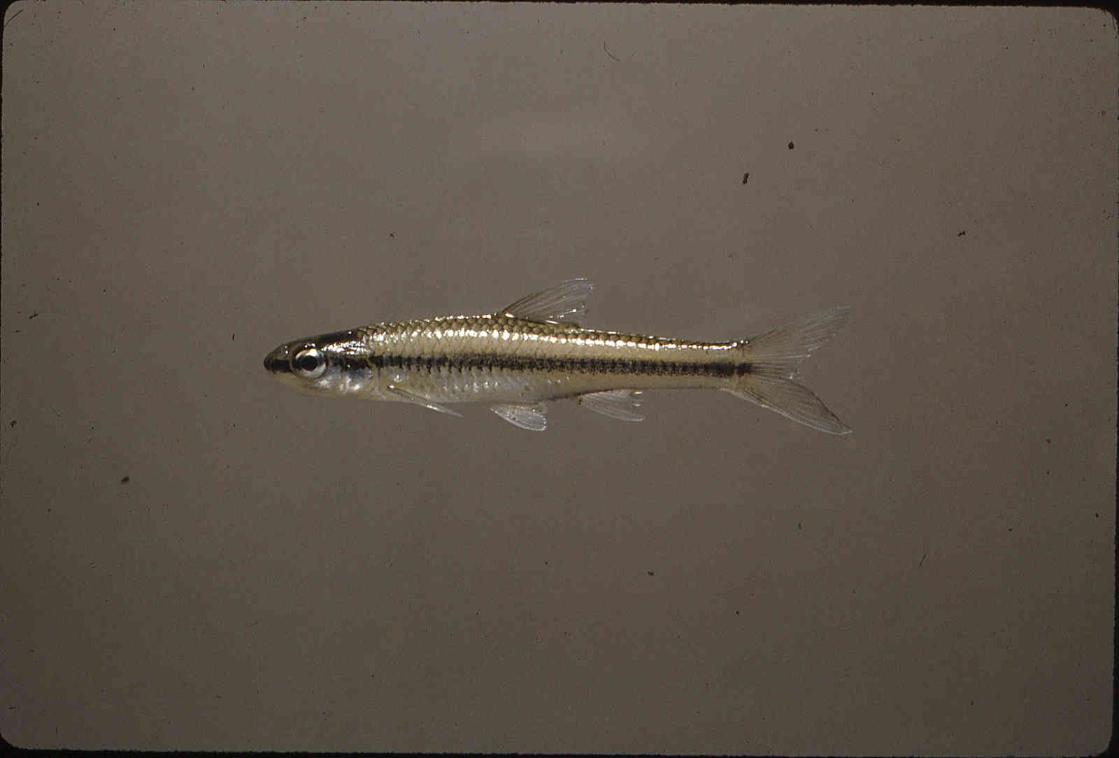 Notropis heterolepis image