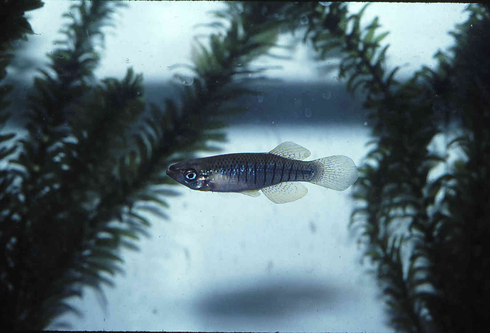 Fundulus dispar image