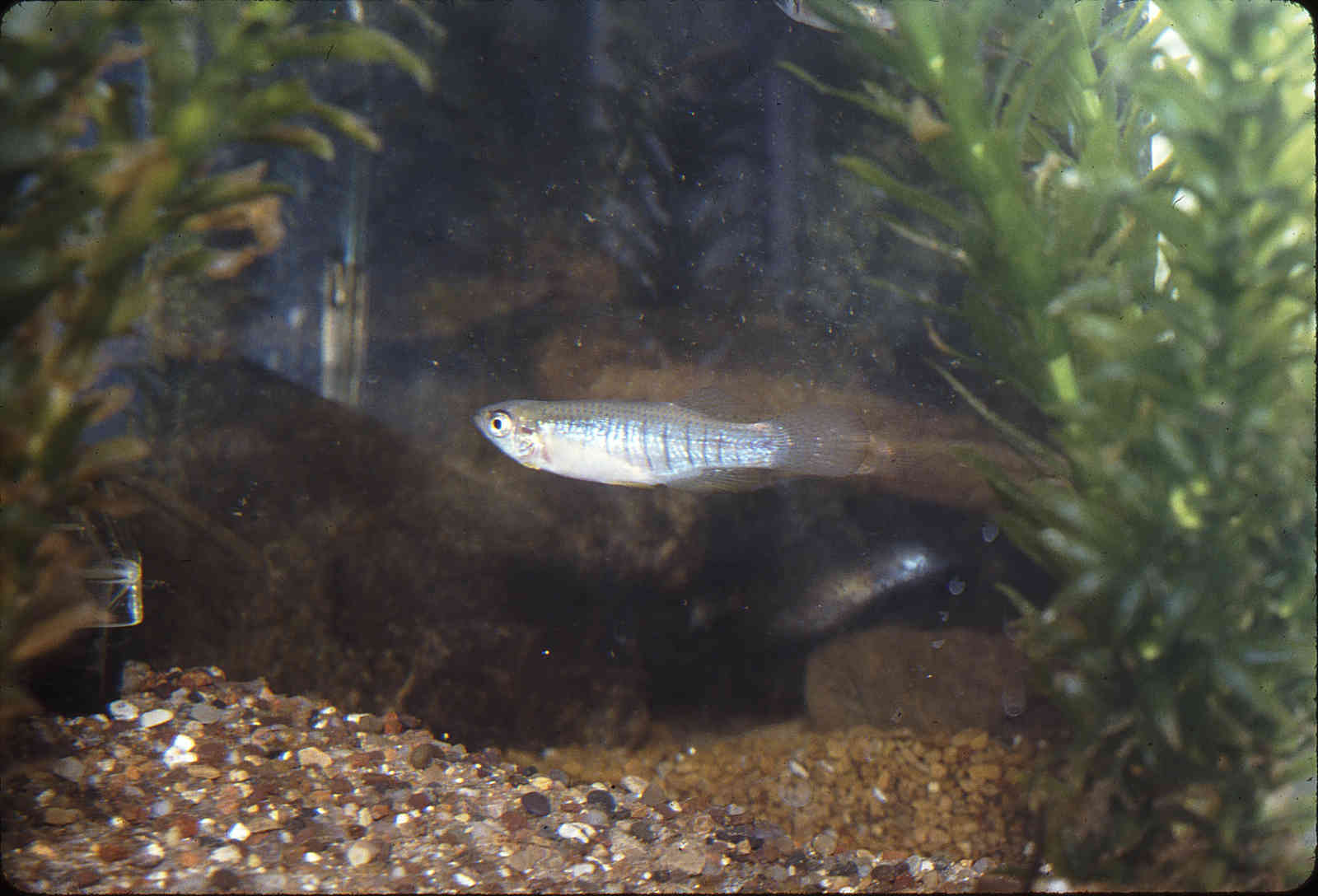Fundulus image