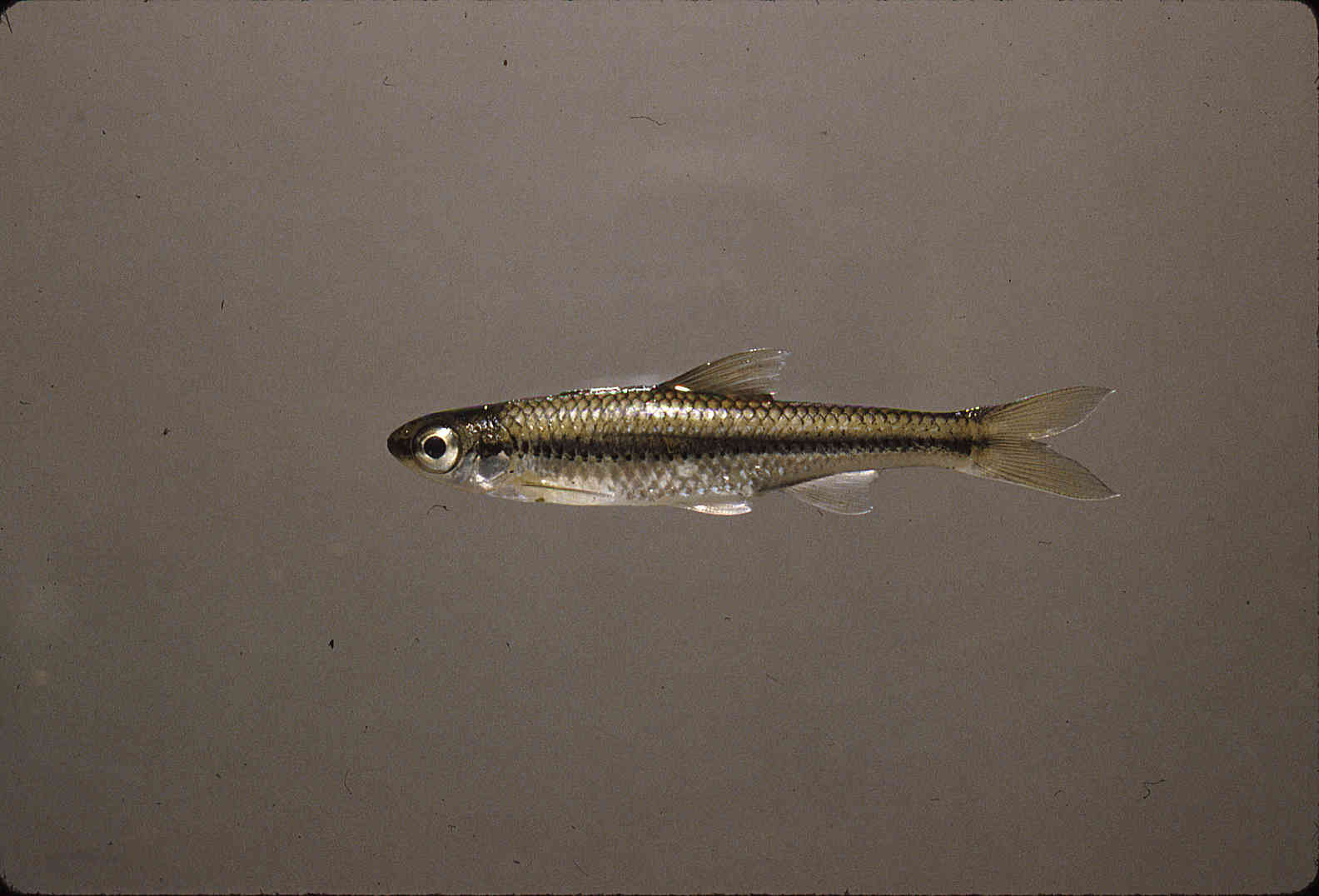 Notropis heterodon image