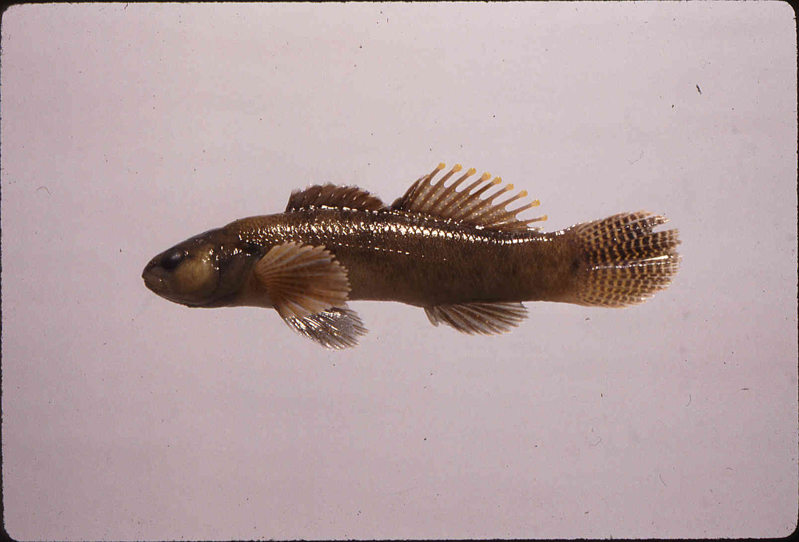 Etheostoma neopterum image