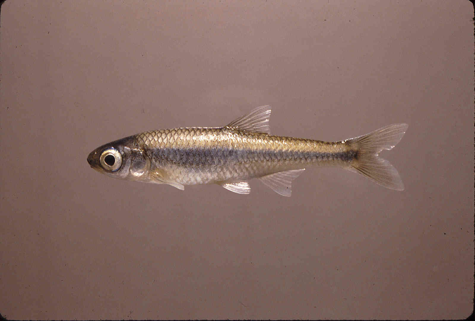 Notropis amabilis image