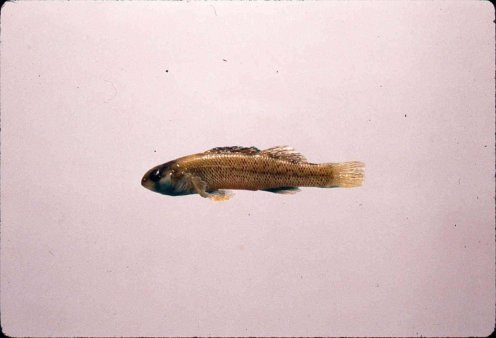 Etheostoma lepidum image