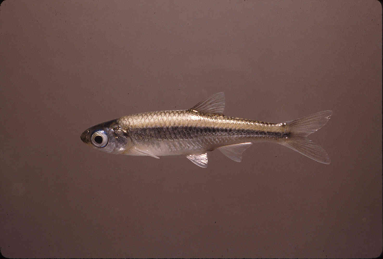 Notropis amabilis image