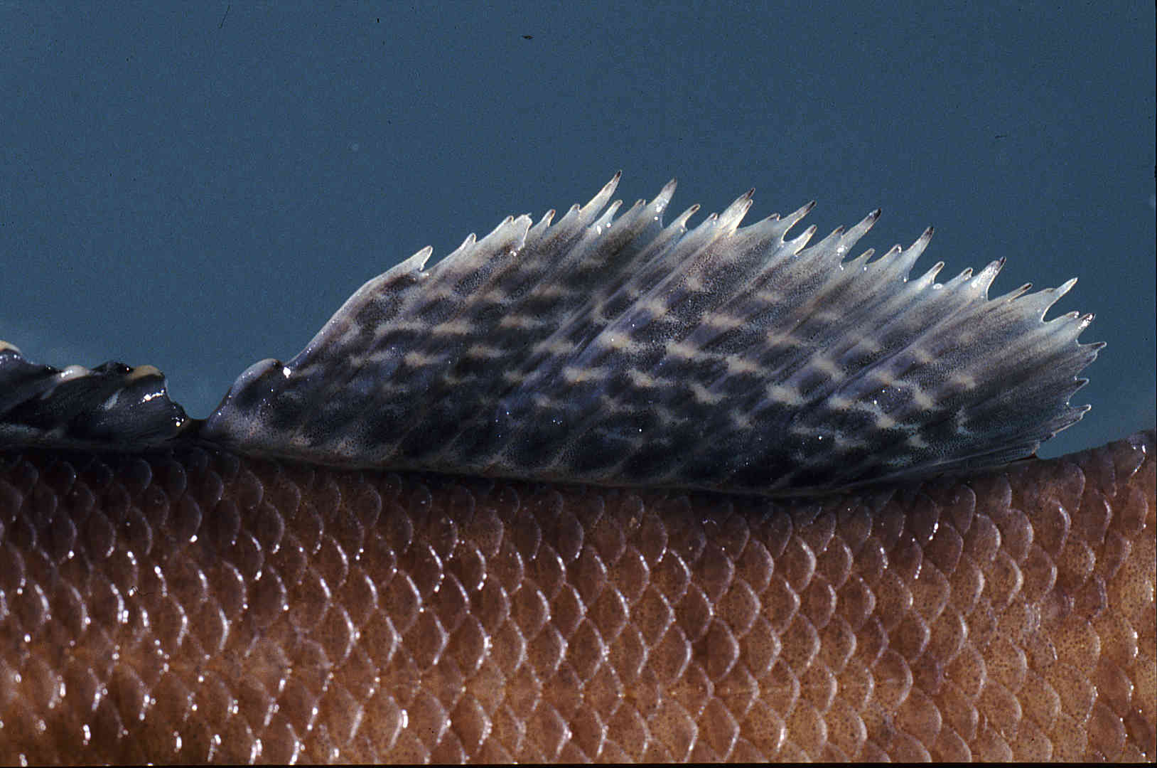 Etheostoma crossopterum image