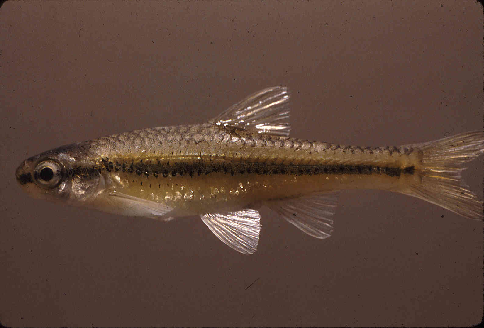 Notropis anogenus image