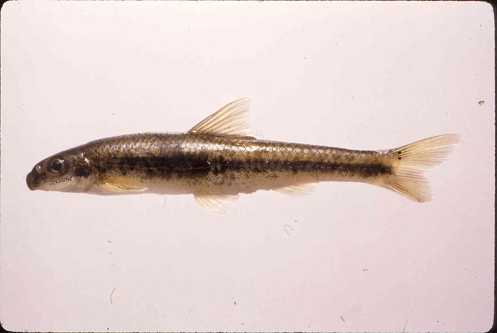 Phenacobius teretulus image
