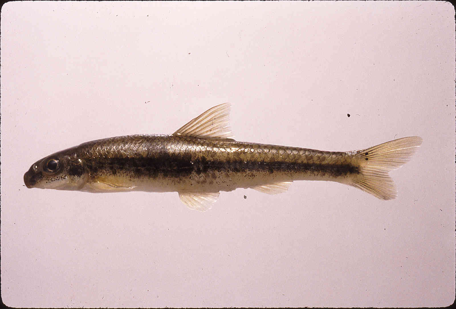 Phenacobius teretulus image