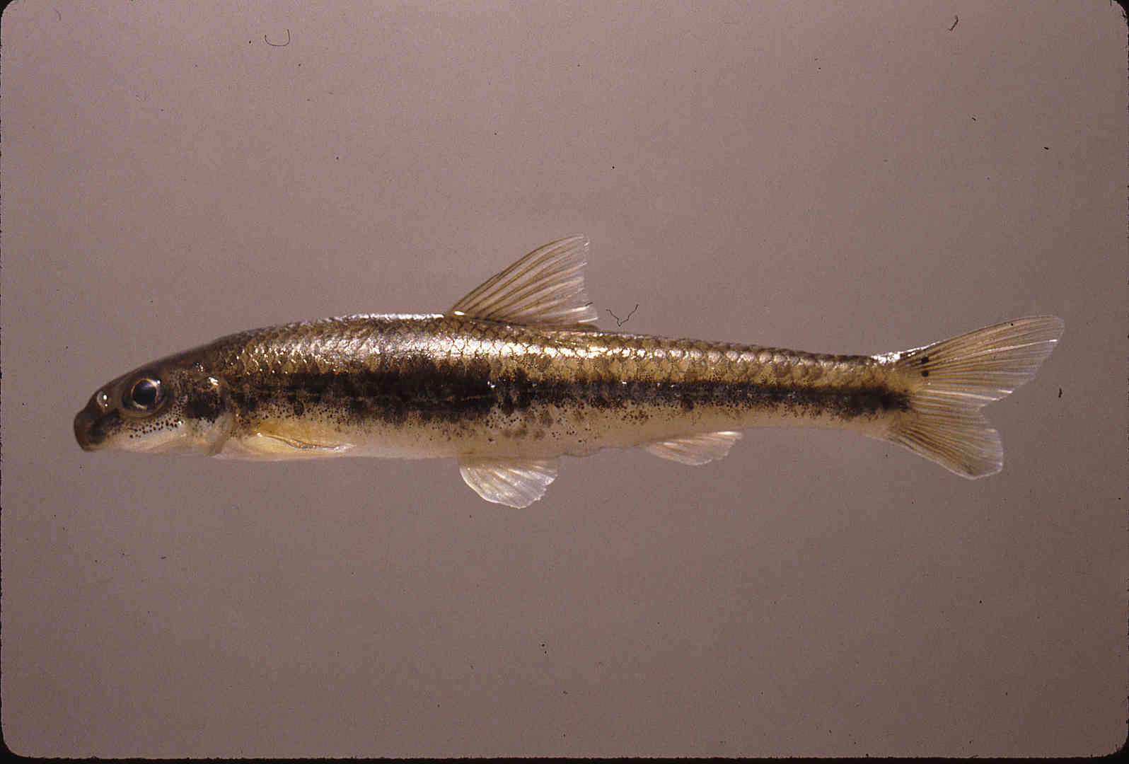 Phenacobius teretulus image
