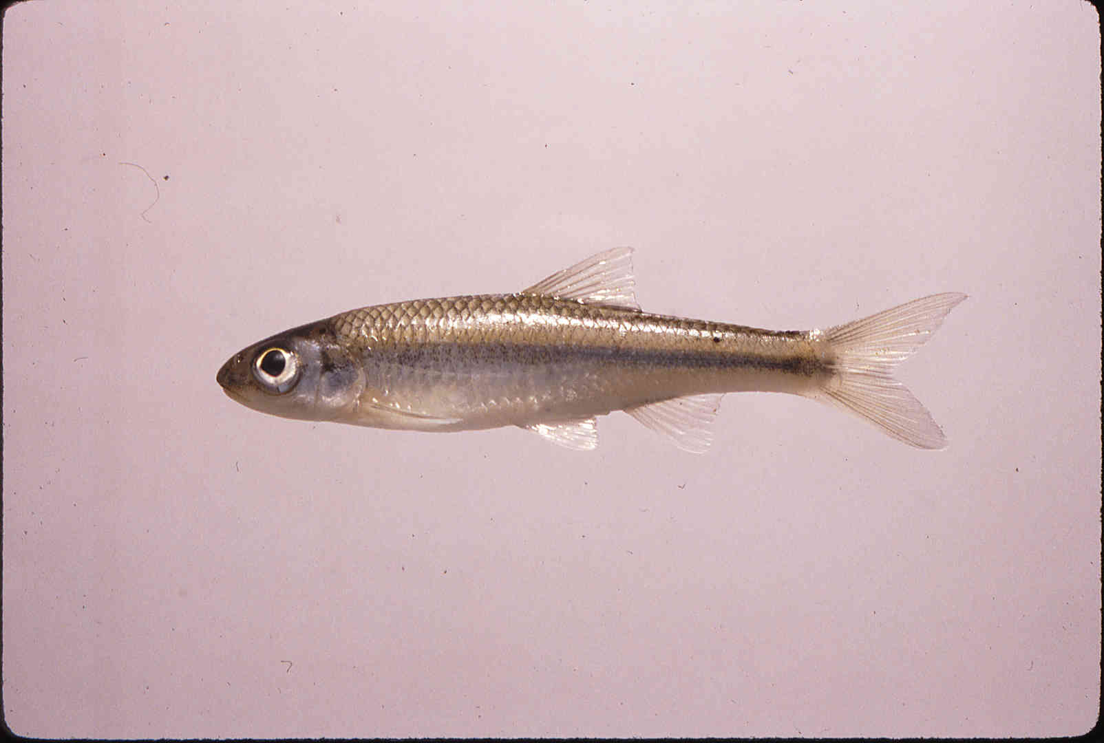 Notropis scabriceps image