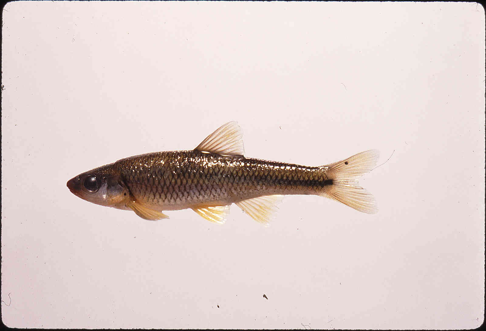 Notropis rubricroceus image