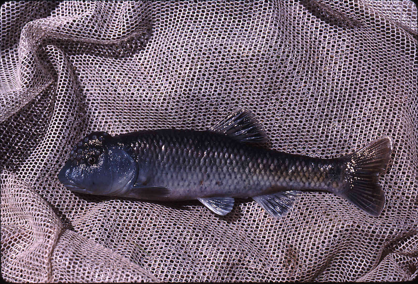 Nocomis leptocephalus image