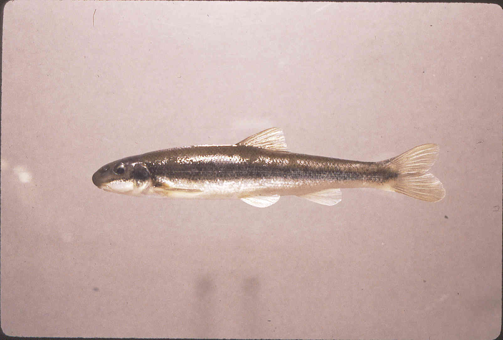 Phenacobius crassilabrum image