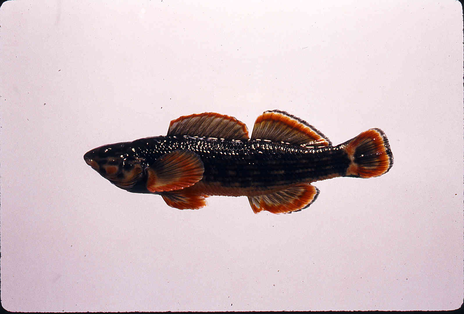 Etheostoma rufilineatum image