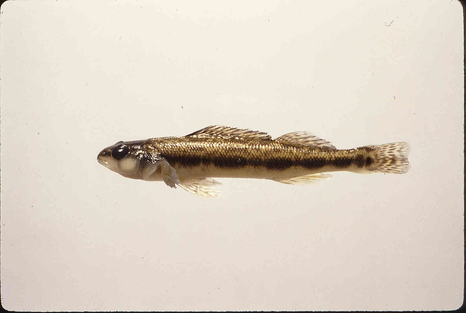 Percina maculata image