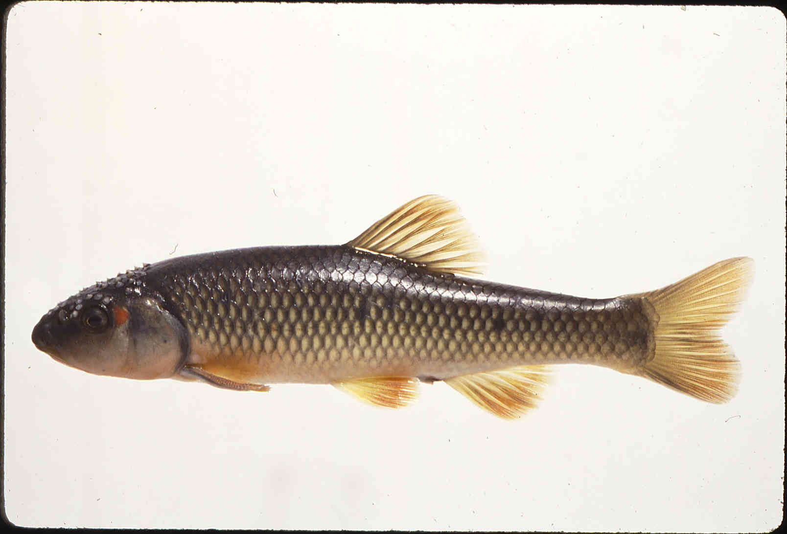 Nocomis biguttatus image