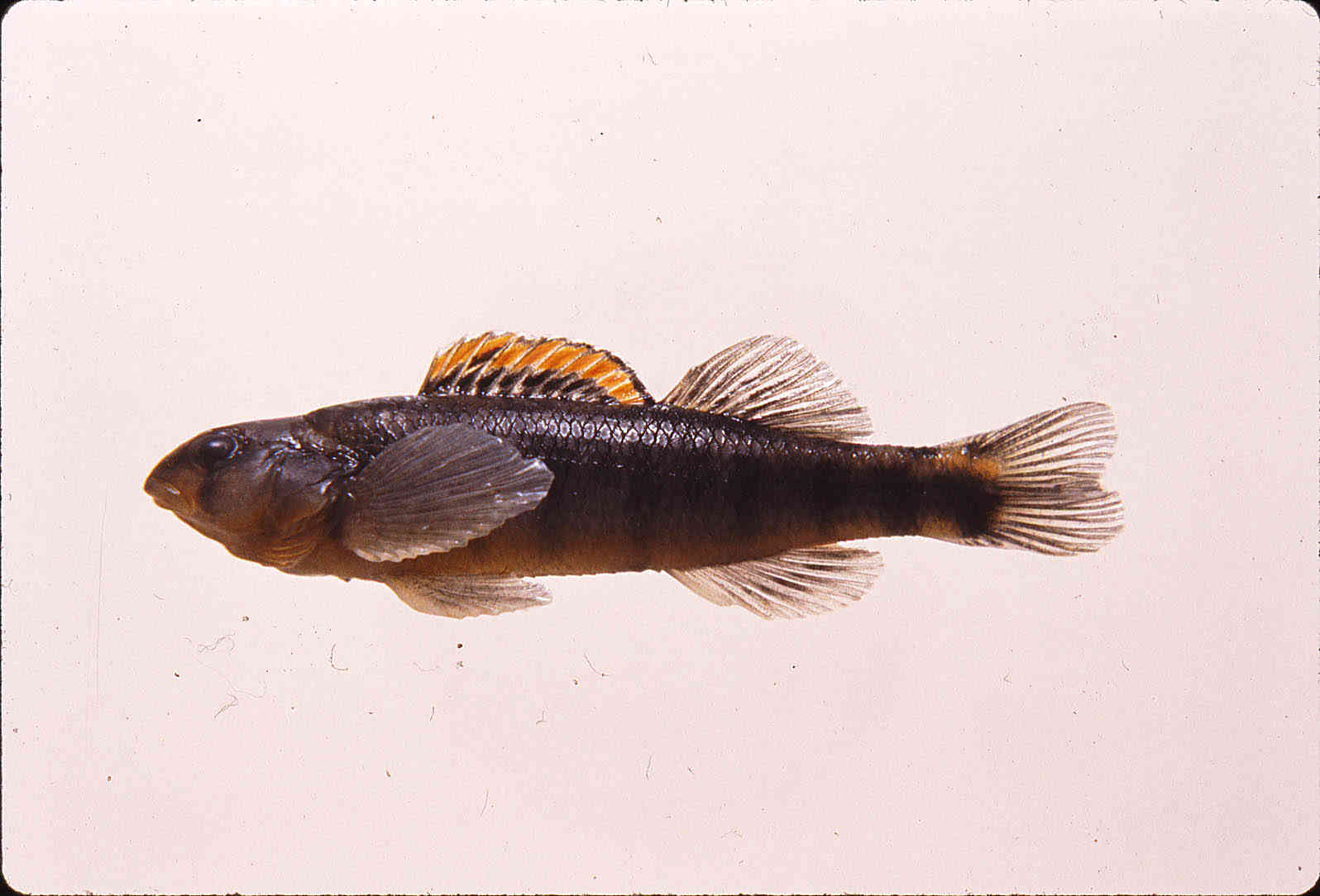 Percina roanoka image