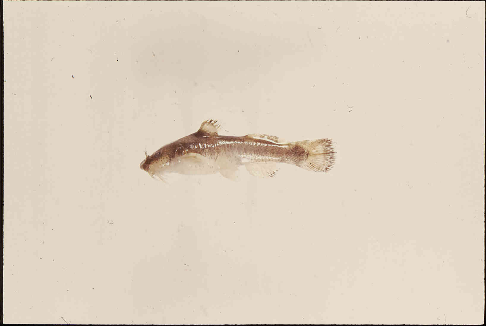 Noturus hildebrandi image