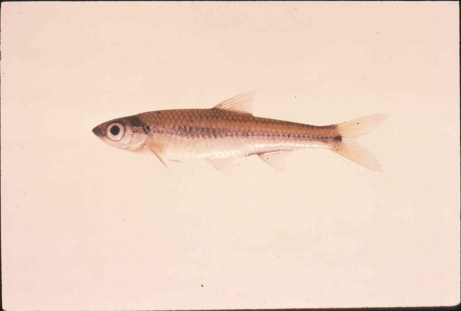 Notropis petersoni image