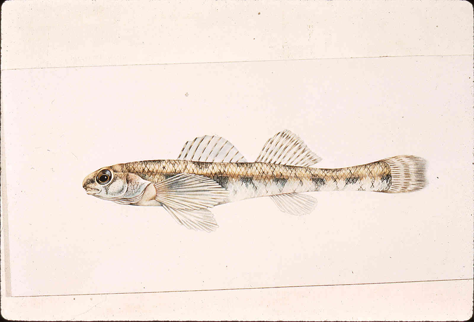 Etheostoma chlorosomum image