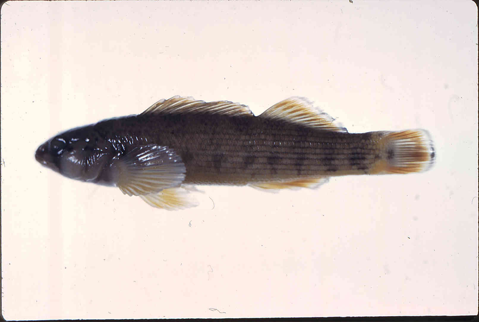 Etheostoma bellum image