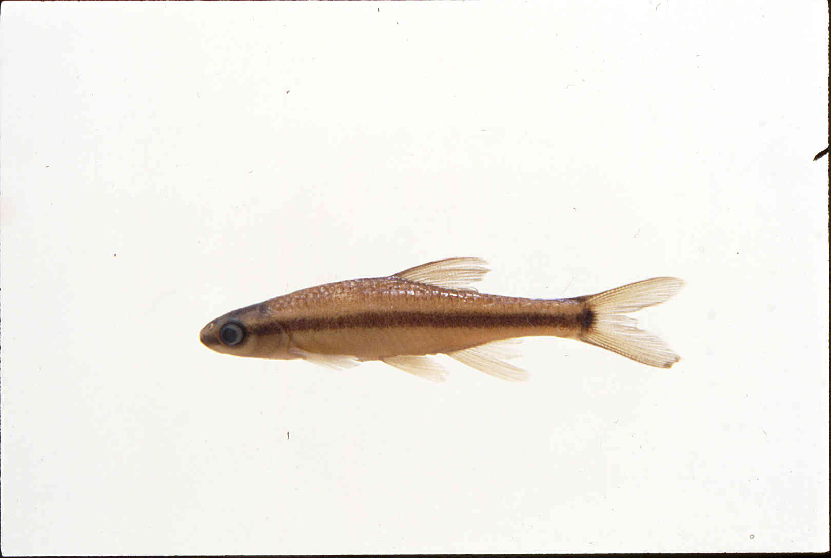 Pteronotropis hubbsi image