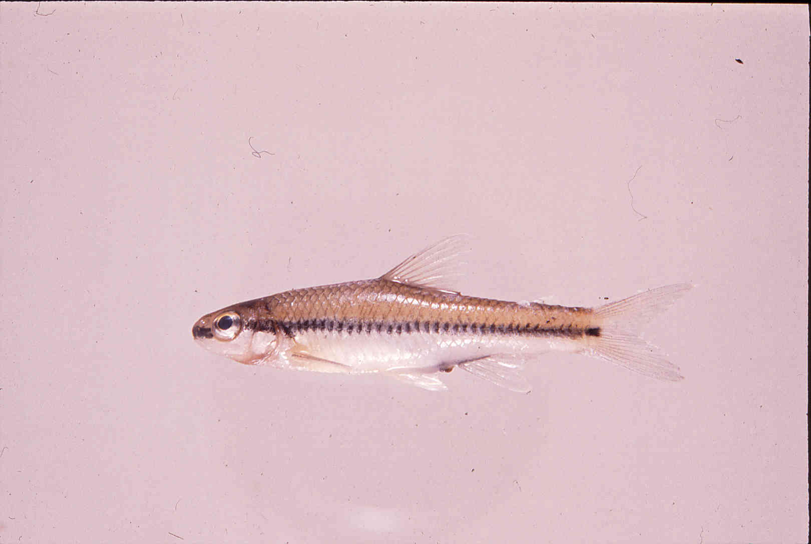 Notropis alborus image
