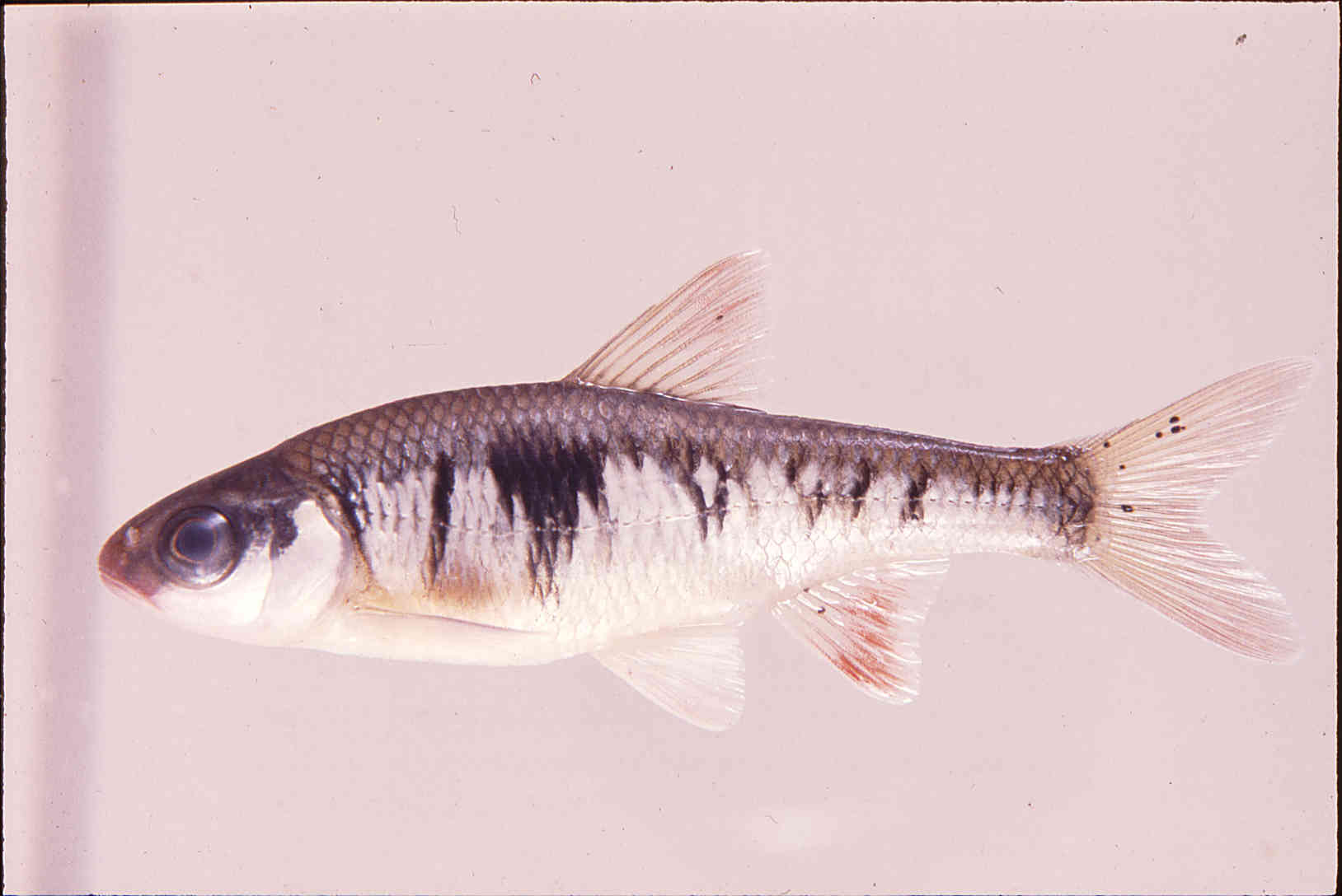 Luxilus cerasinus image