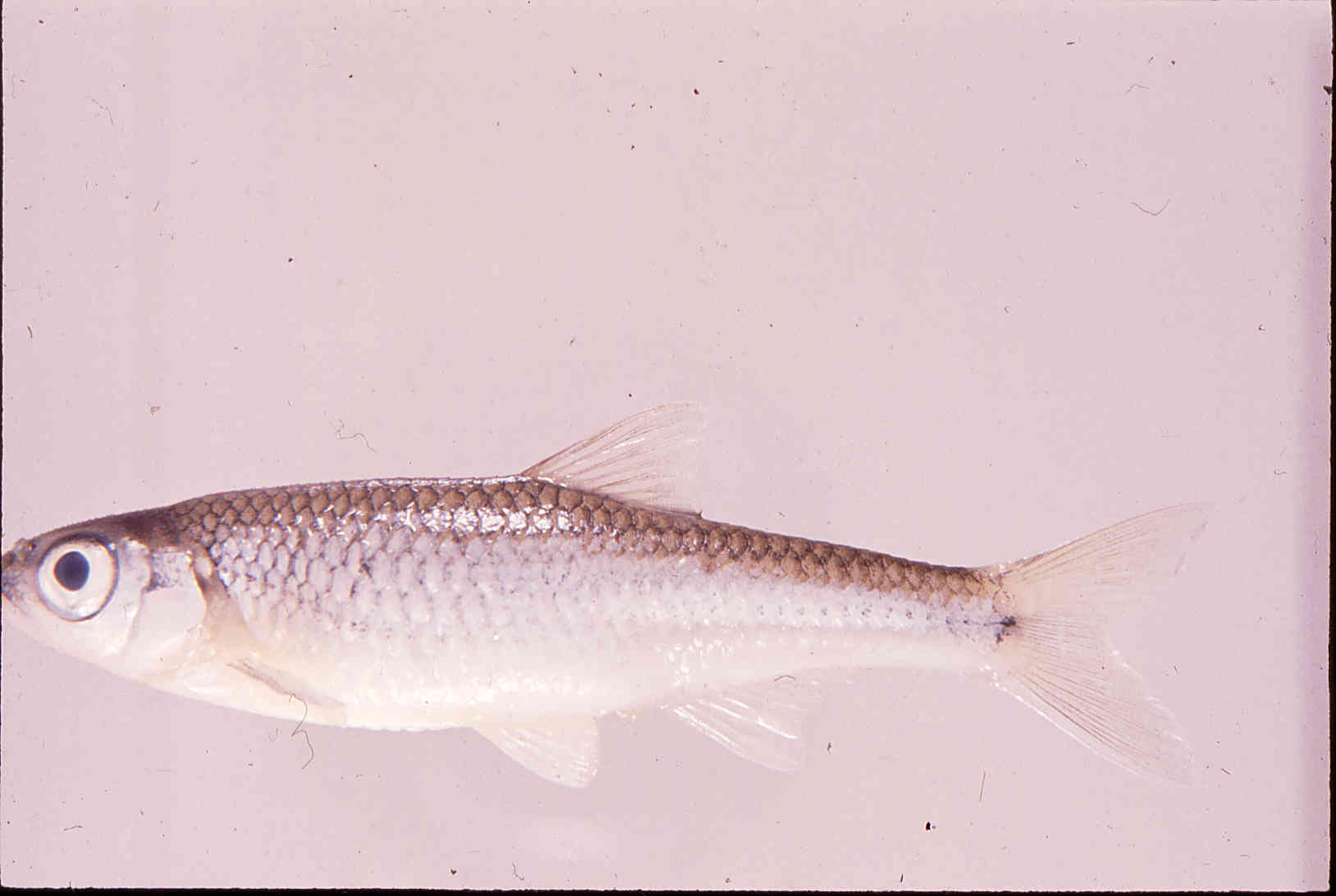 Notropis scepticus image