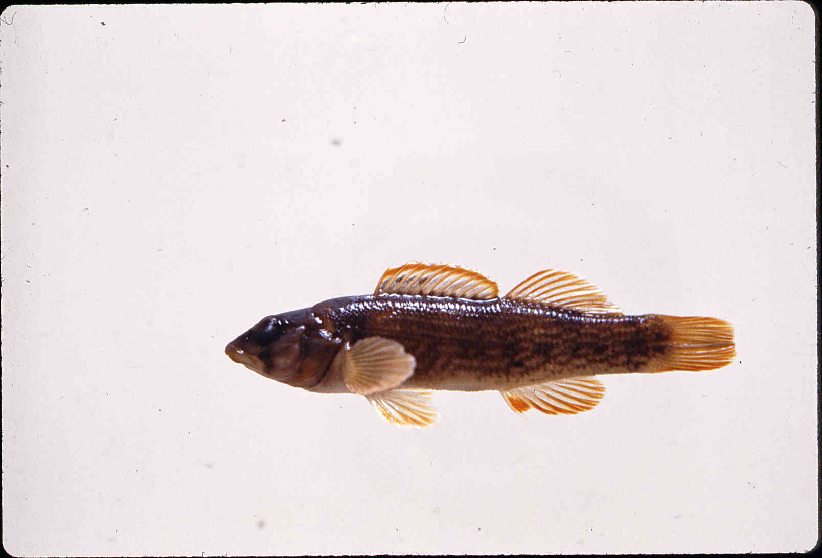 Etheostoma juliae image