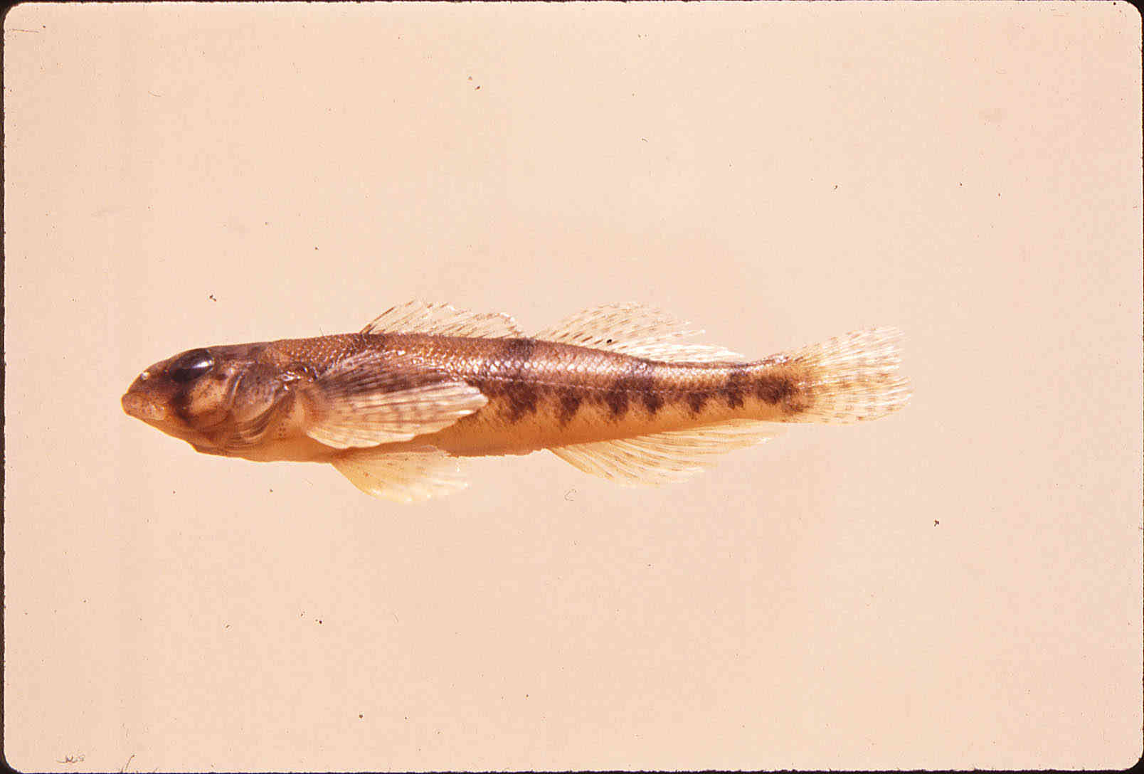 Percina uranidea image