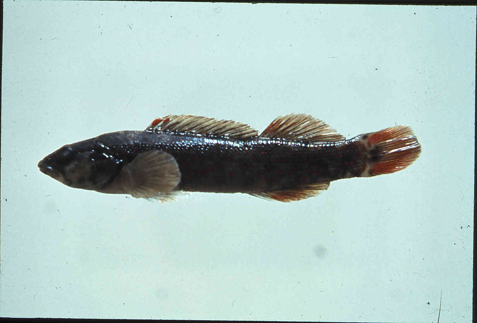 Etheostoma sanguifluum image