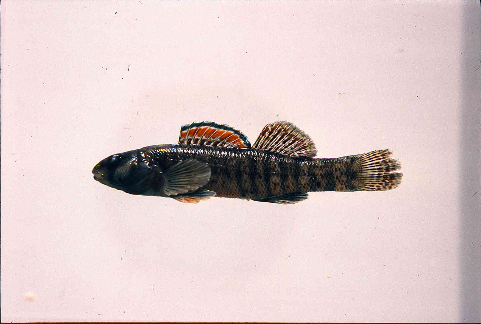 Etheostoma lepidum image