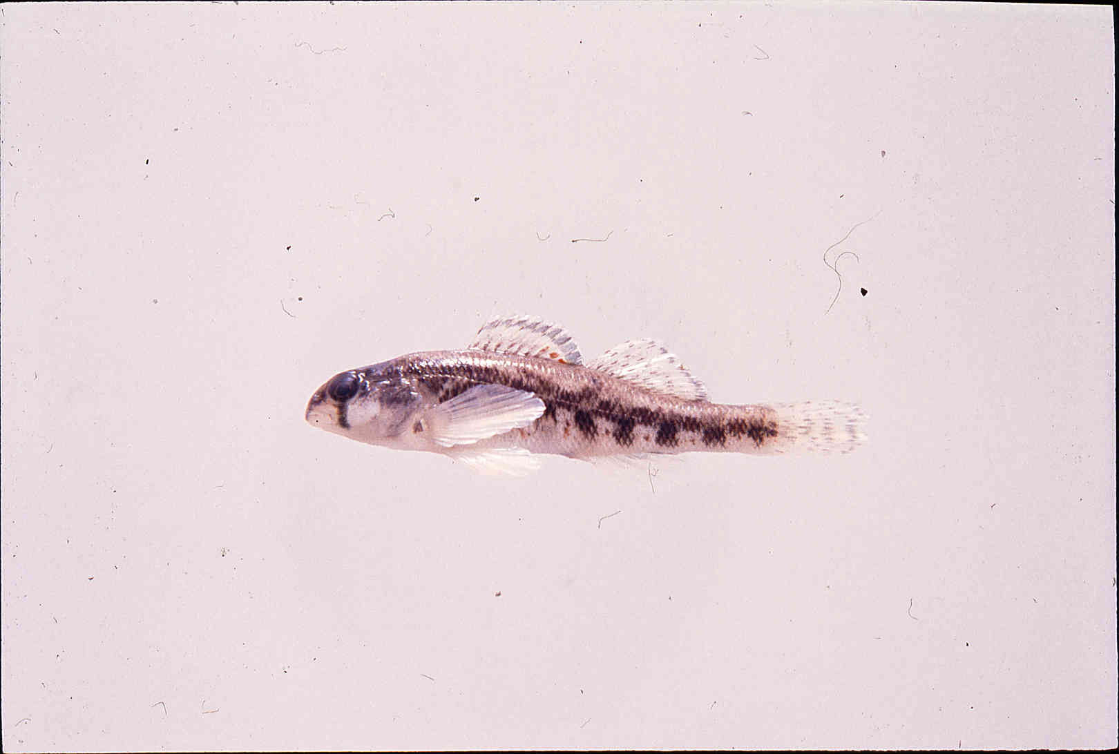 Etheostoma luteovinctum image