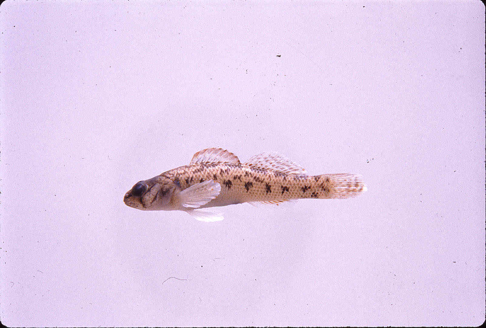 Etheostoma striatulum image