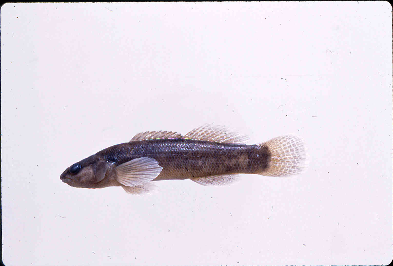 Etheostoma olivaceum image