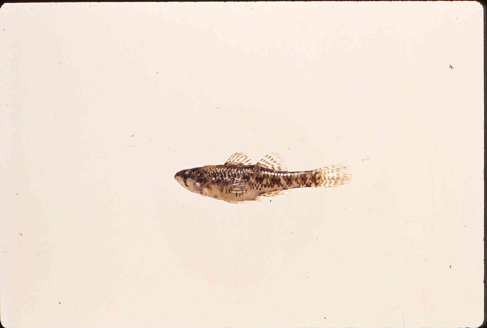 Etheostoma microperca image