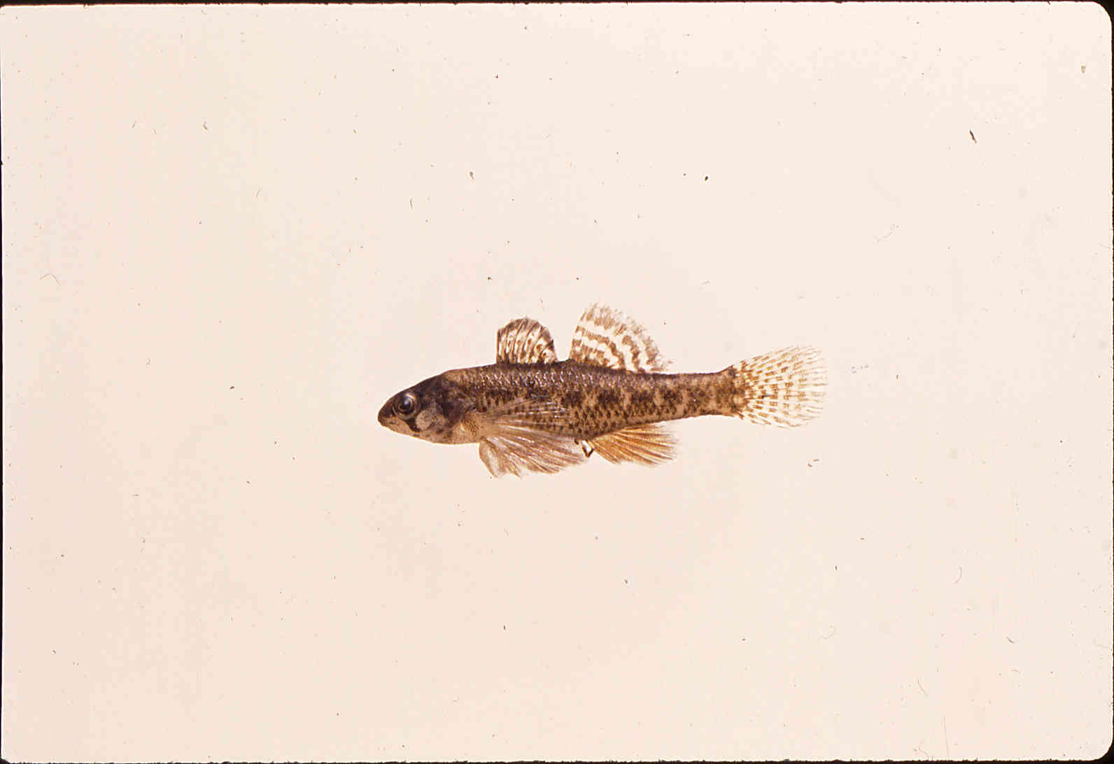 Etheostoma microperca image