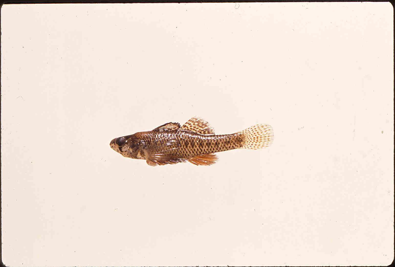 Etheostoma microperca image