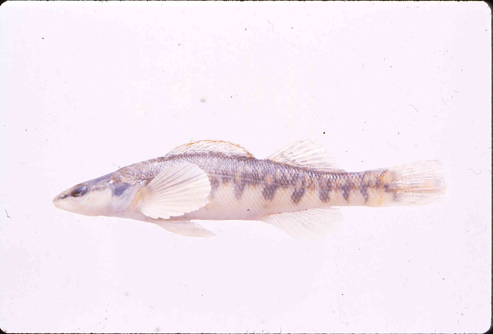 Etheostoma sagitta image