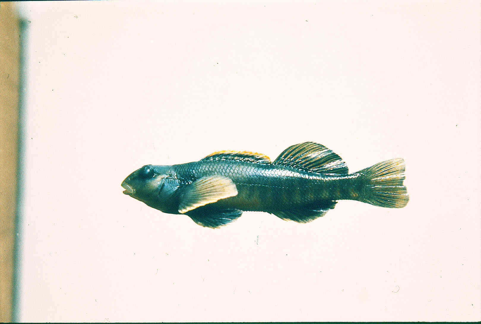 Etheostoma tetrazonum image