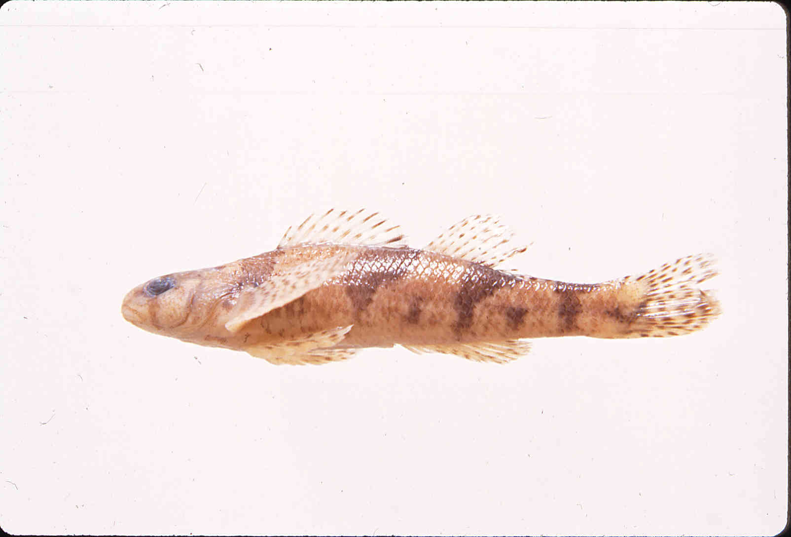 Etheostoma sellare image