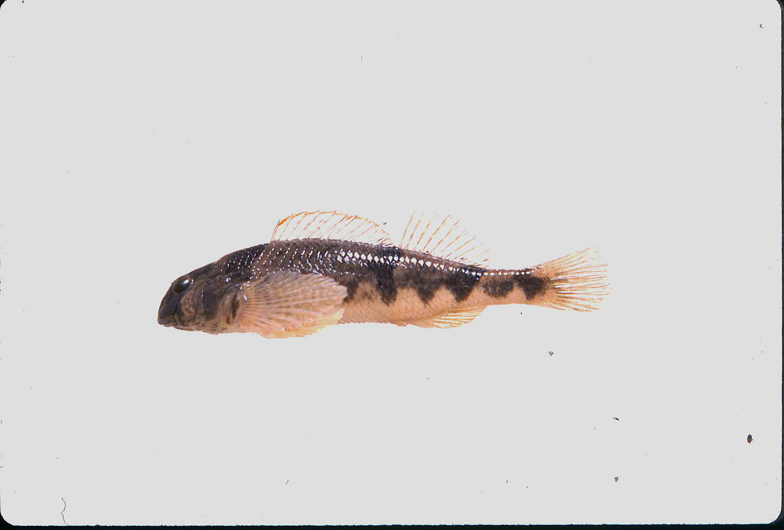 Etheostoma blennius image