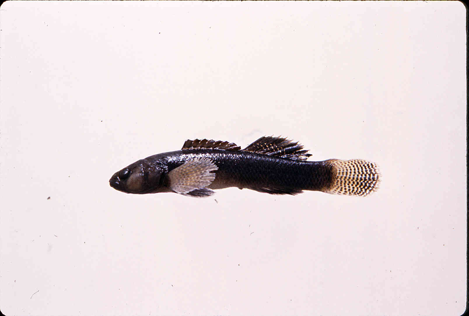 Etheostoma nigripinne image